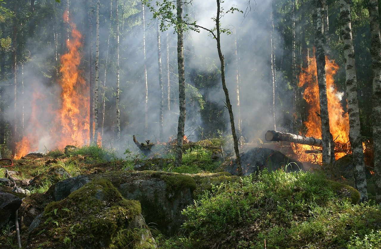 オーストラリアで発生中の森林火災 山火事について Ryoblog